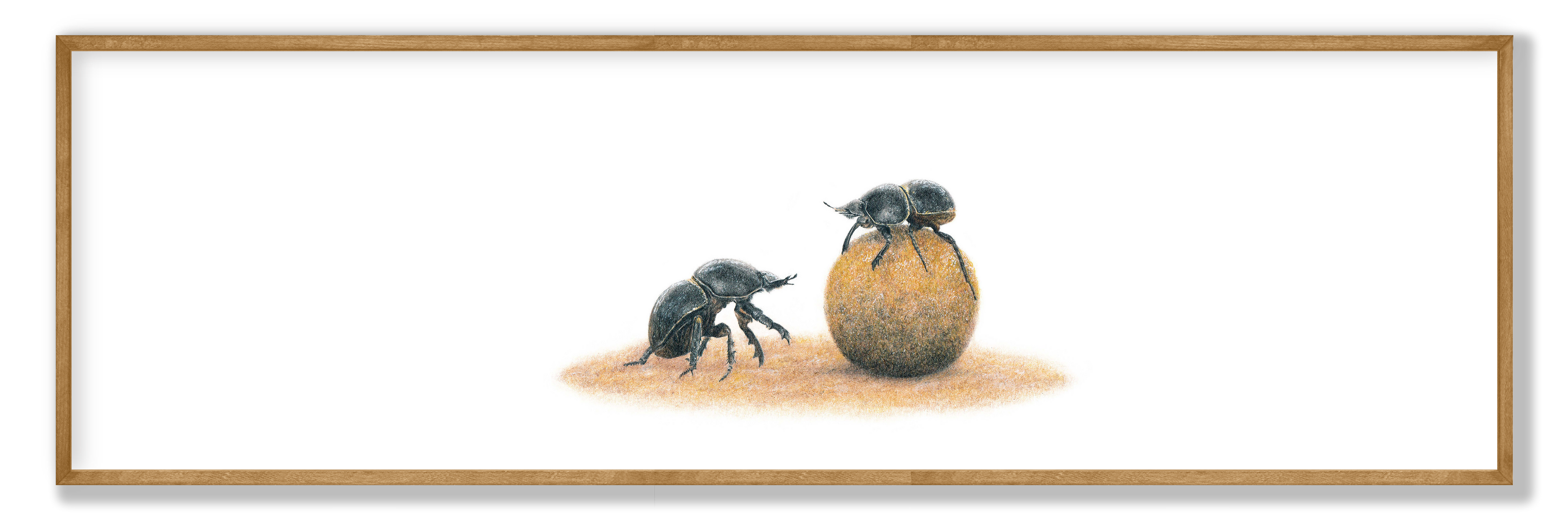 Dung Beetle Panorama