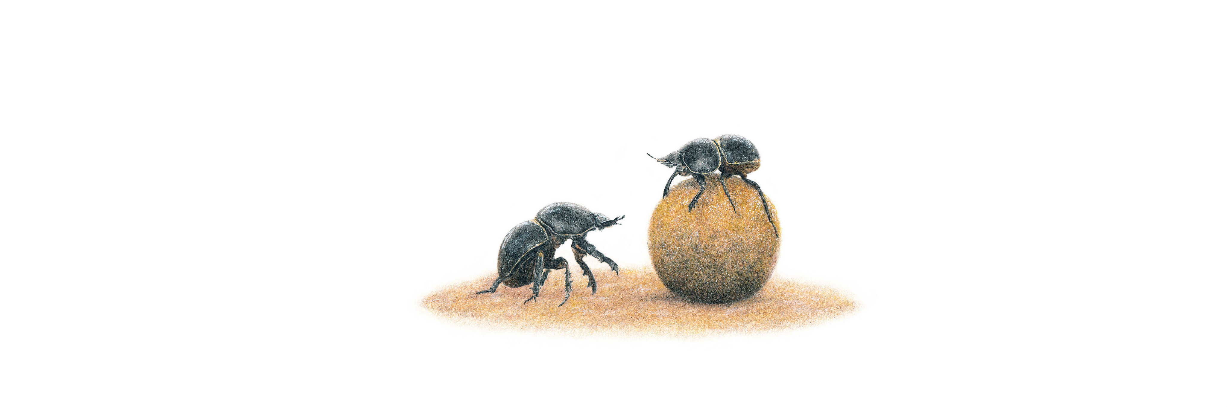 Dung Beetle Panorama
