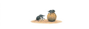 Dung Beetle Panorama