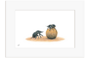 Dung Beetles - DB3