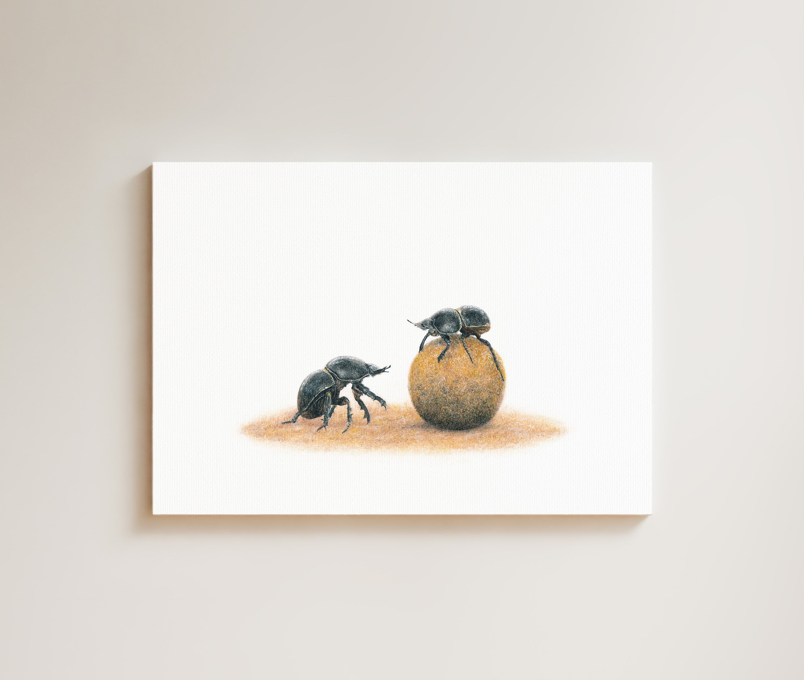 Dung Beetles drawing on canvas by South African wildlife artist Matthew Bell