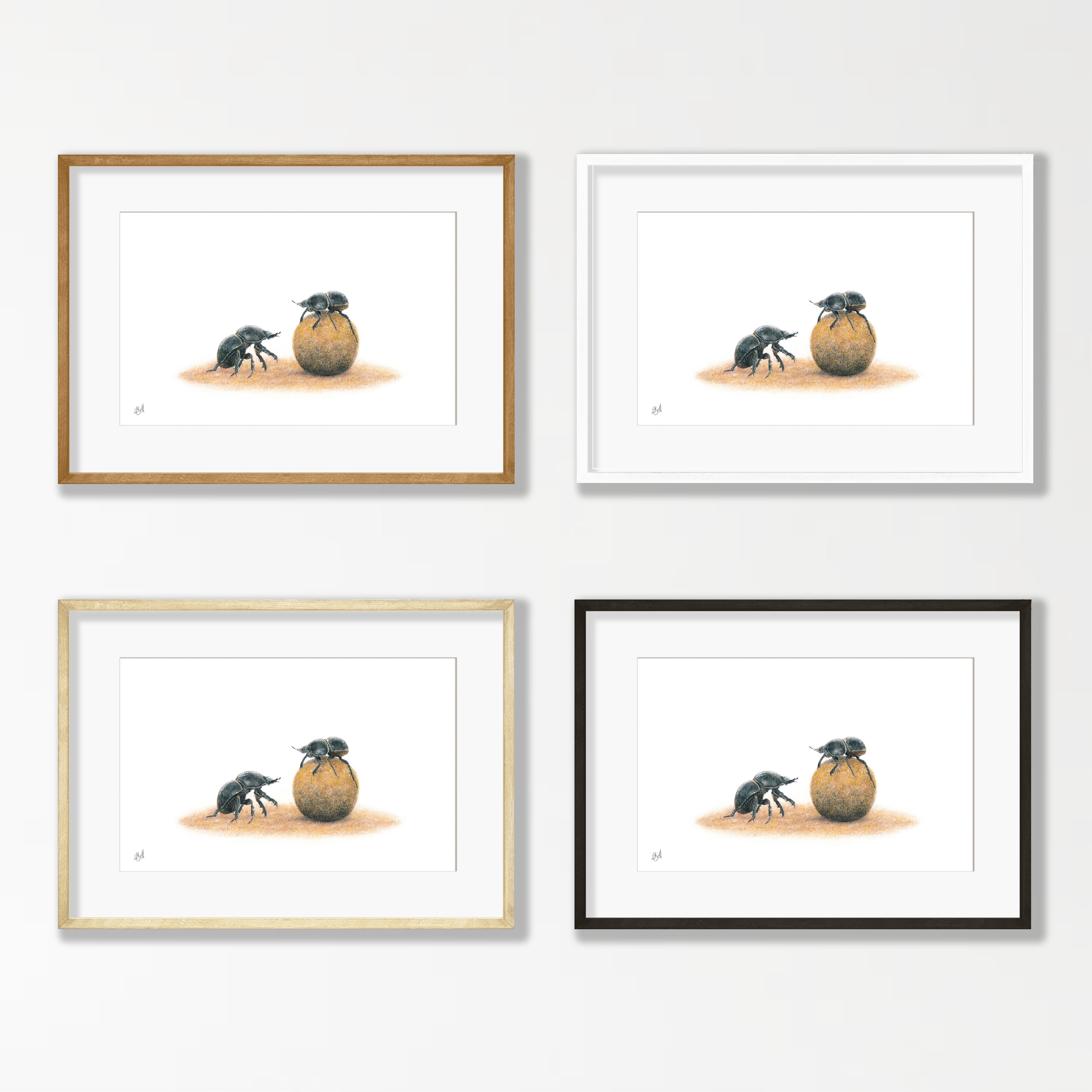 Dung Beetles - DB3