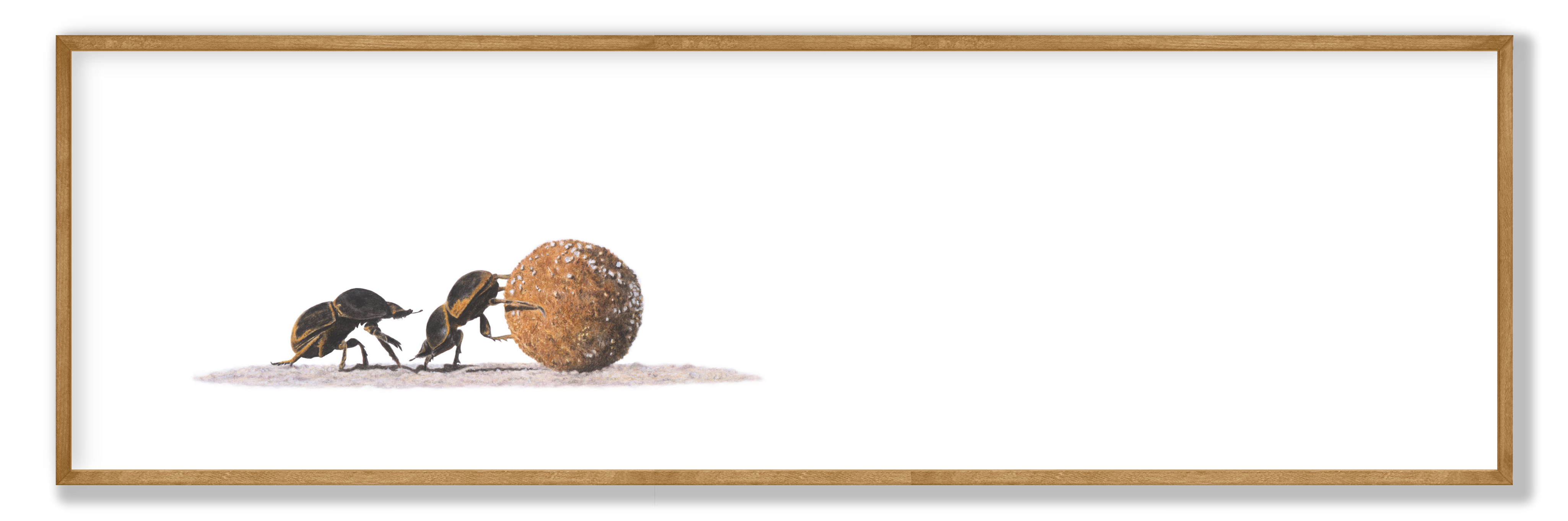 Dung Beetle Panorama