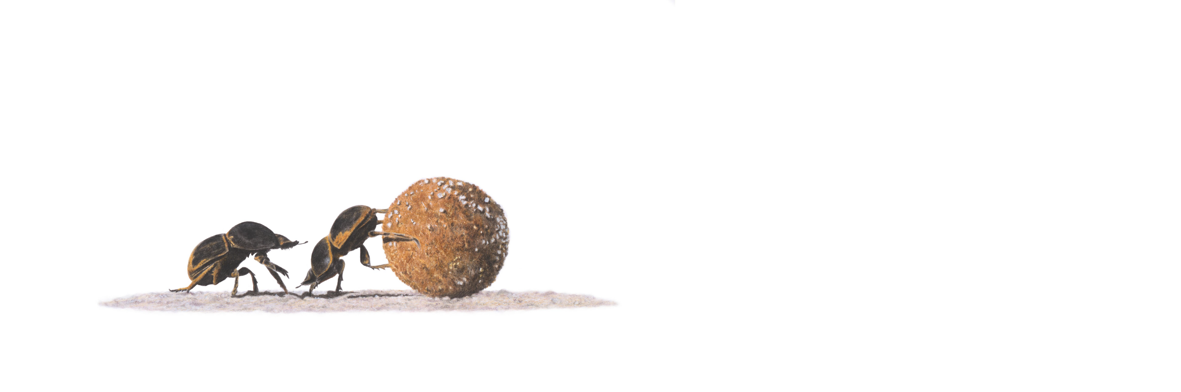 Dung Beetle Panorama
