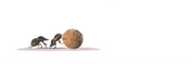 Dung Beetle Panorama