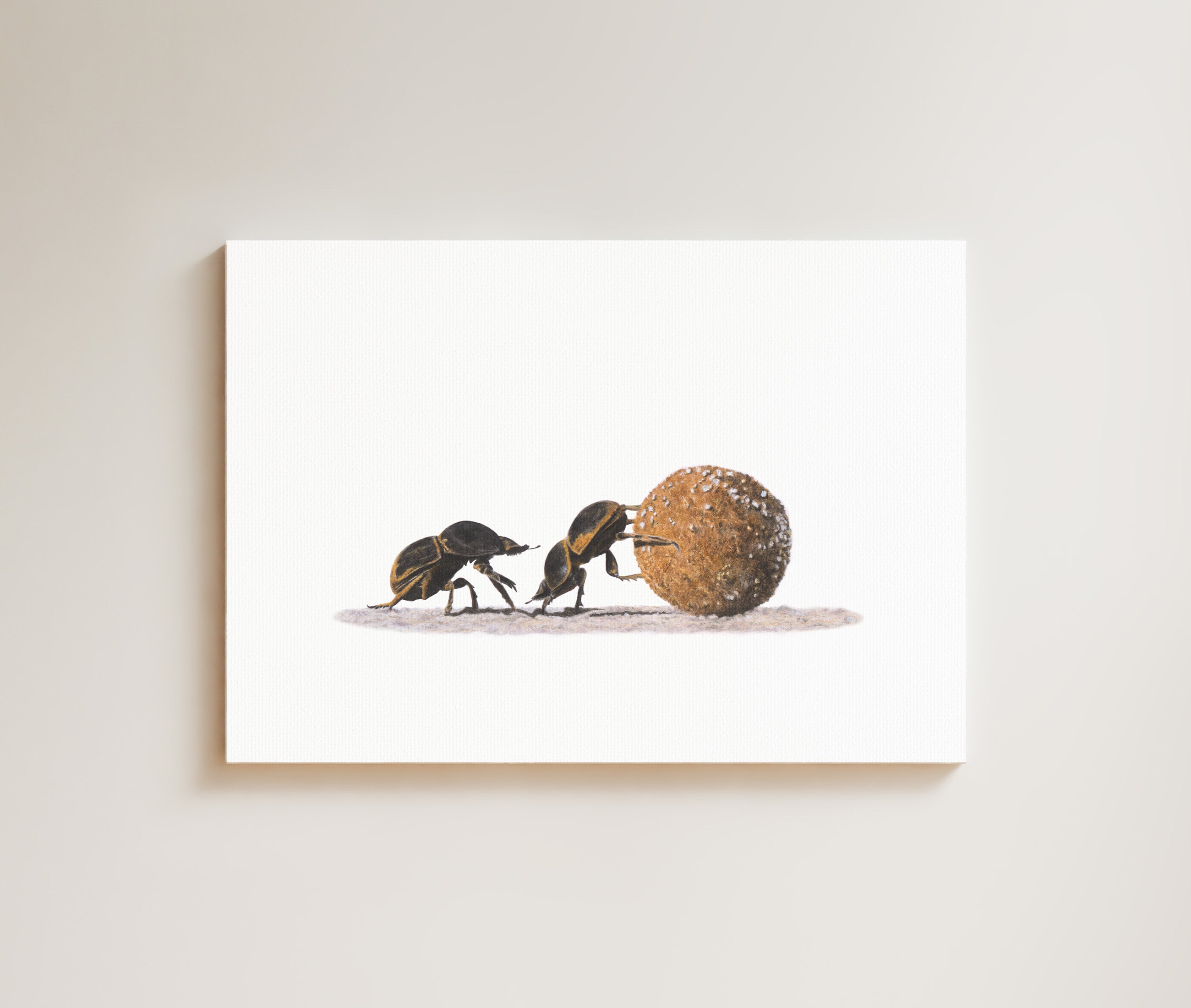 Dung Beetles drawing on canvas by South African wildlife artist Matthew Bell