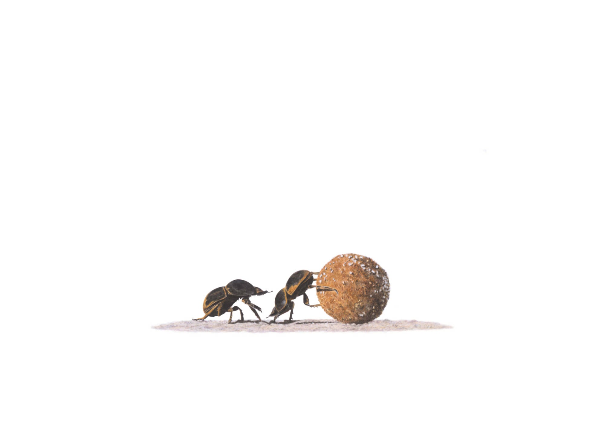 Collector art dung beetles original artwork by Matthew Bell