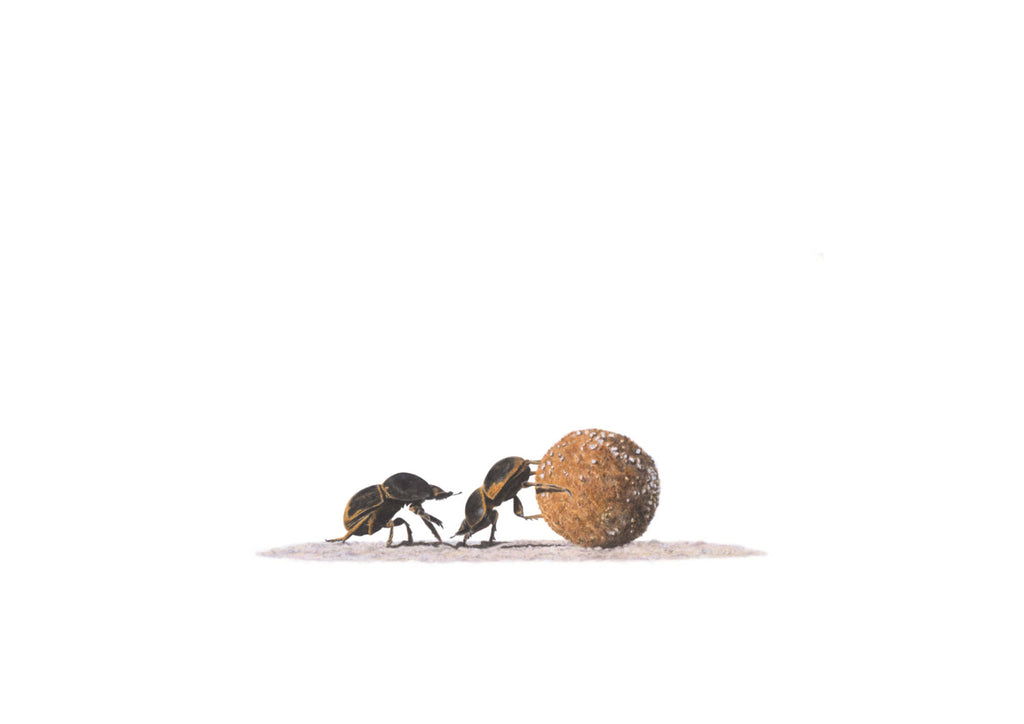 Collector art dung beetles original artwork by Matthew Bell