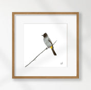Dark Capped Bulbul - DCB