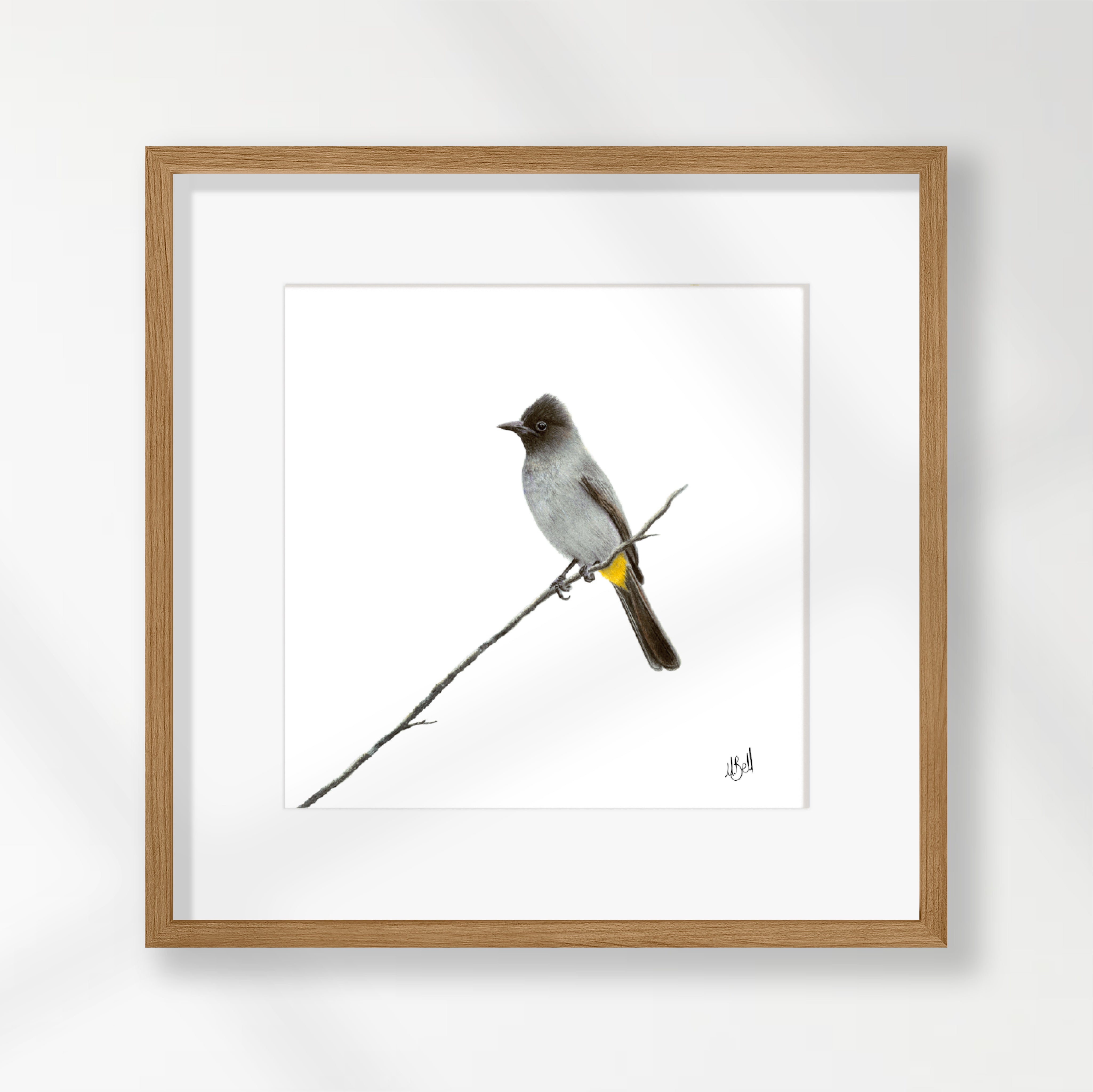 Dark Capped Bulbul - DCB