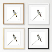Dark Capped Bulbul - DCB