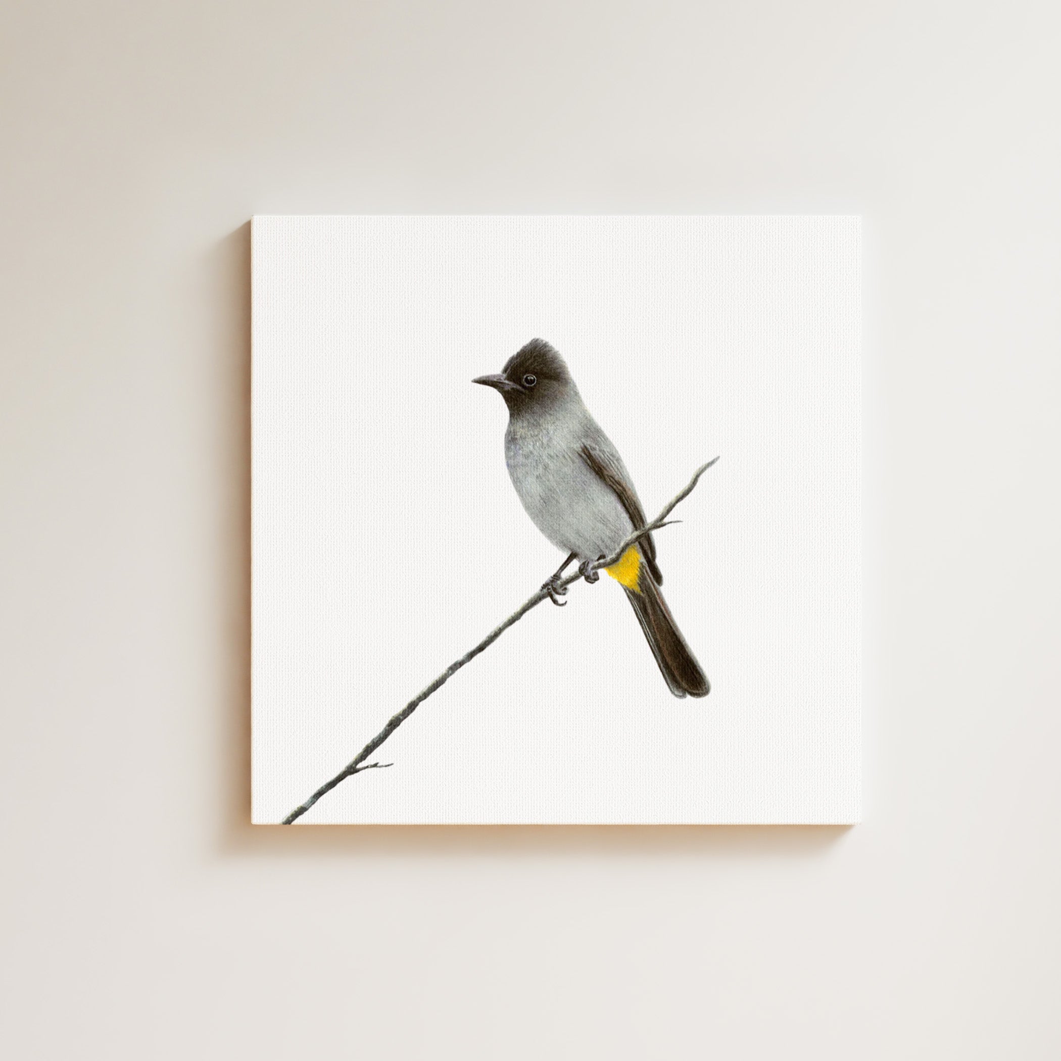 Dark Capped Bulbul drawing on canvas by South African wildlife artist Matthew Bell