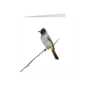 Dark Capped Bulbul Greeting Card - DCB