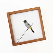 Dark Capped Bulbul - DCB