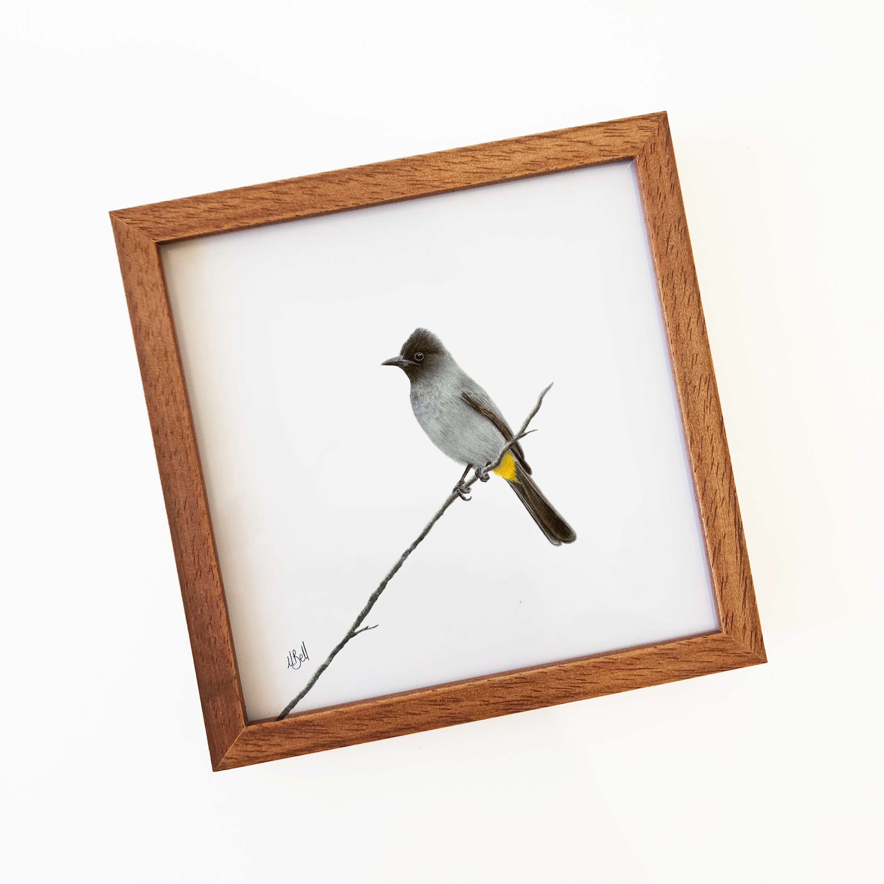 Dark Capped Bulbul - DCB
