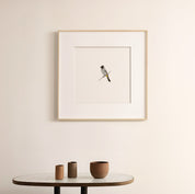 Dark Capped Bulbul - The Original