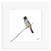 Dark Capped Bulbul - DCB