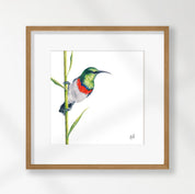 Double Collared Sunbird - DCS
