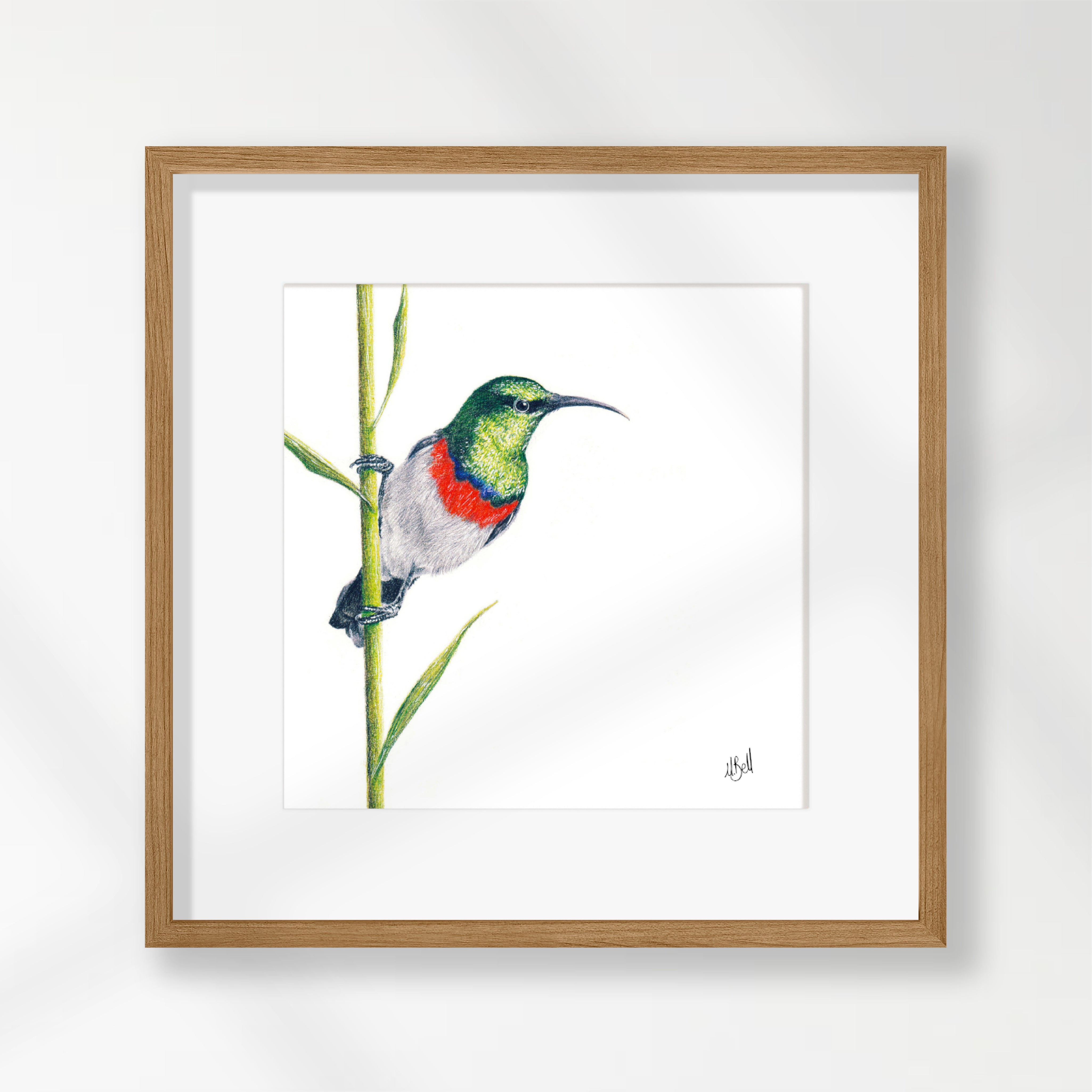 Double Collared Sunbird - DCS