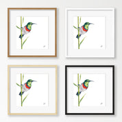 Double Collared Sunbird - DCS