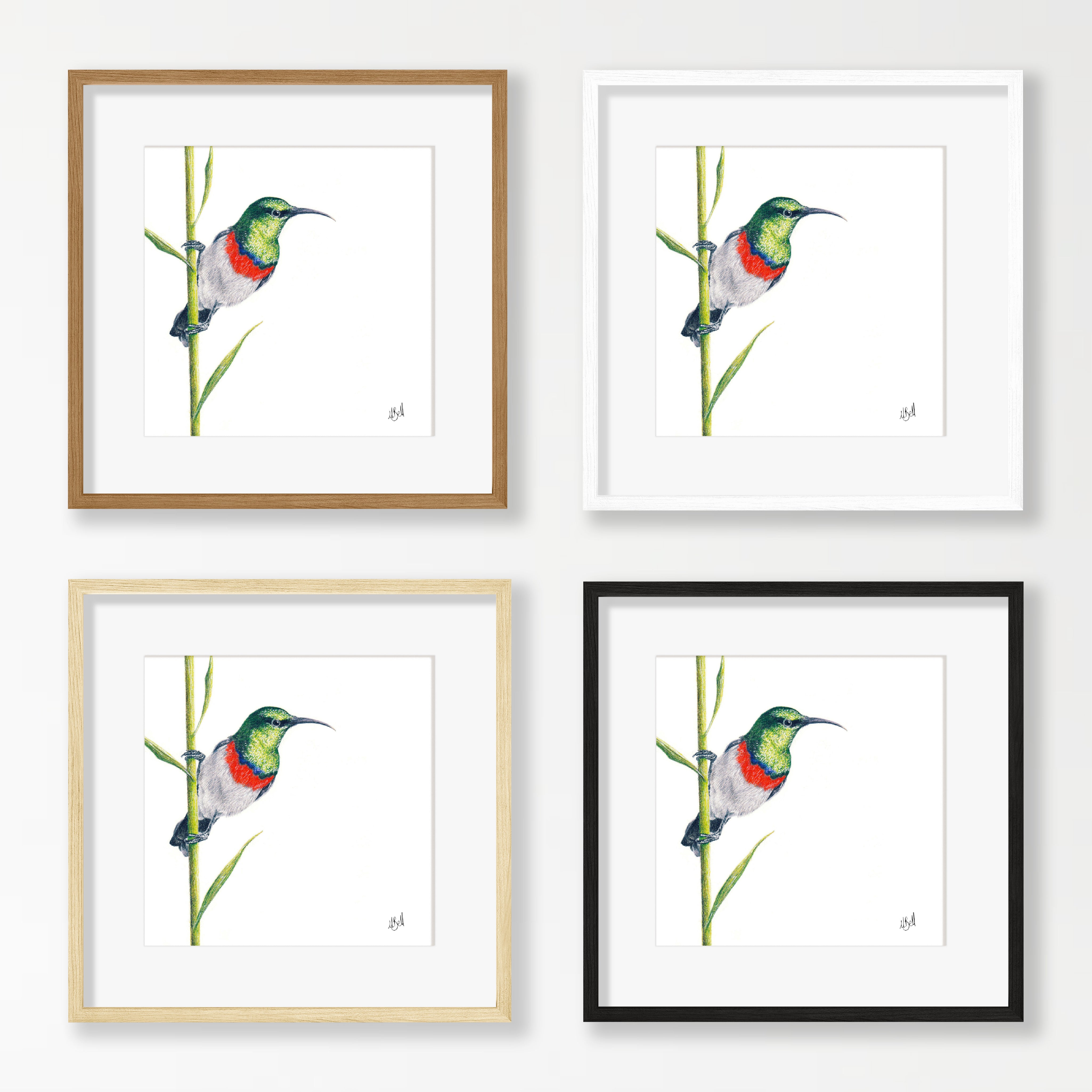 Double Collared Sunbird - DCS