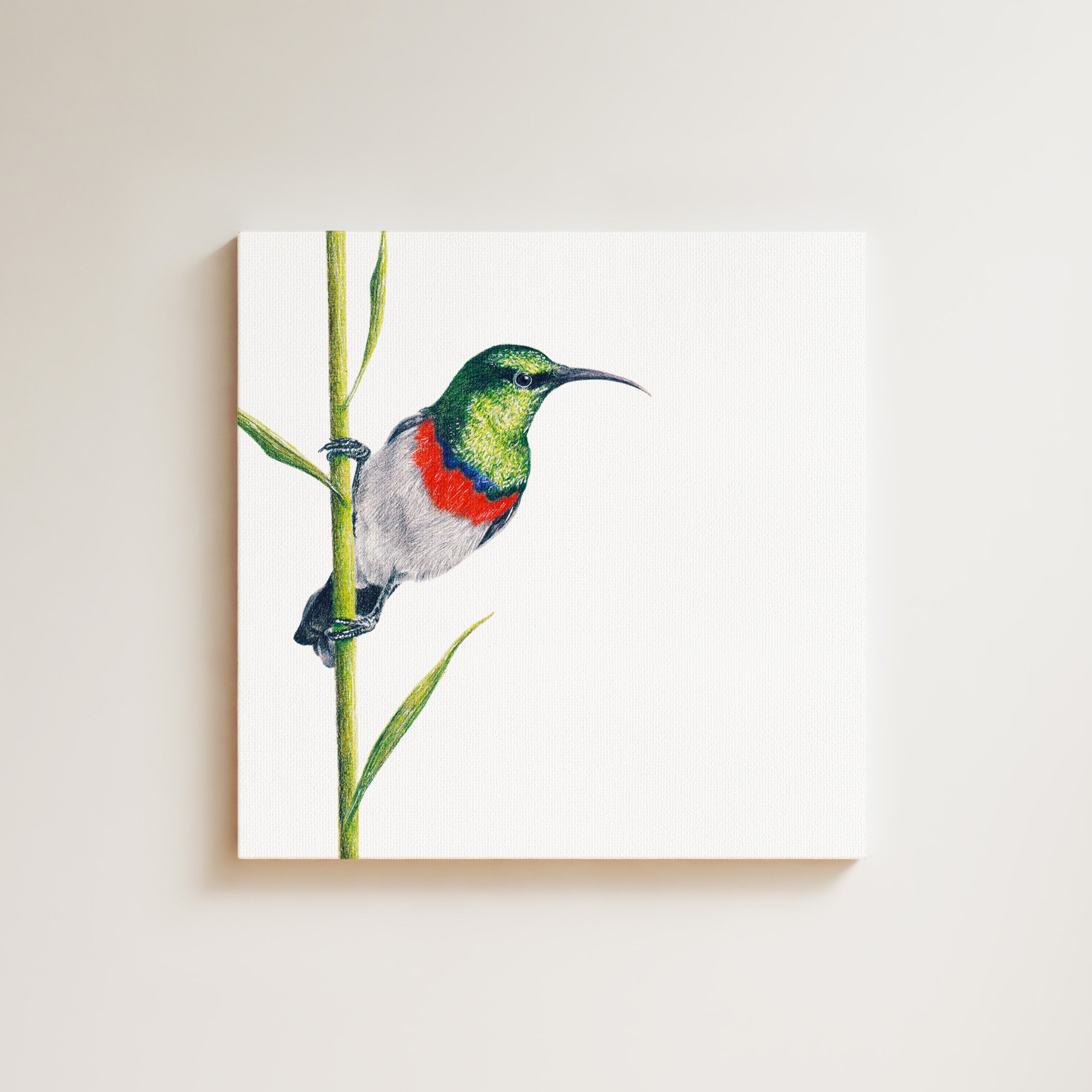 Double Collared Sunbird drawing on canvas by South African wildlife artist Matthew Bell