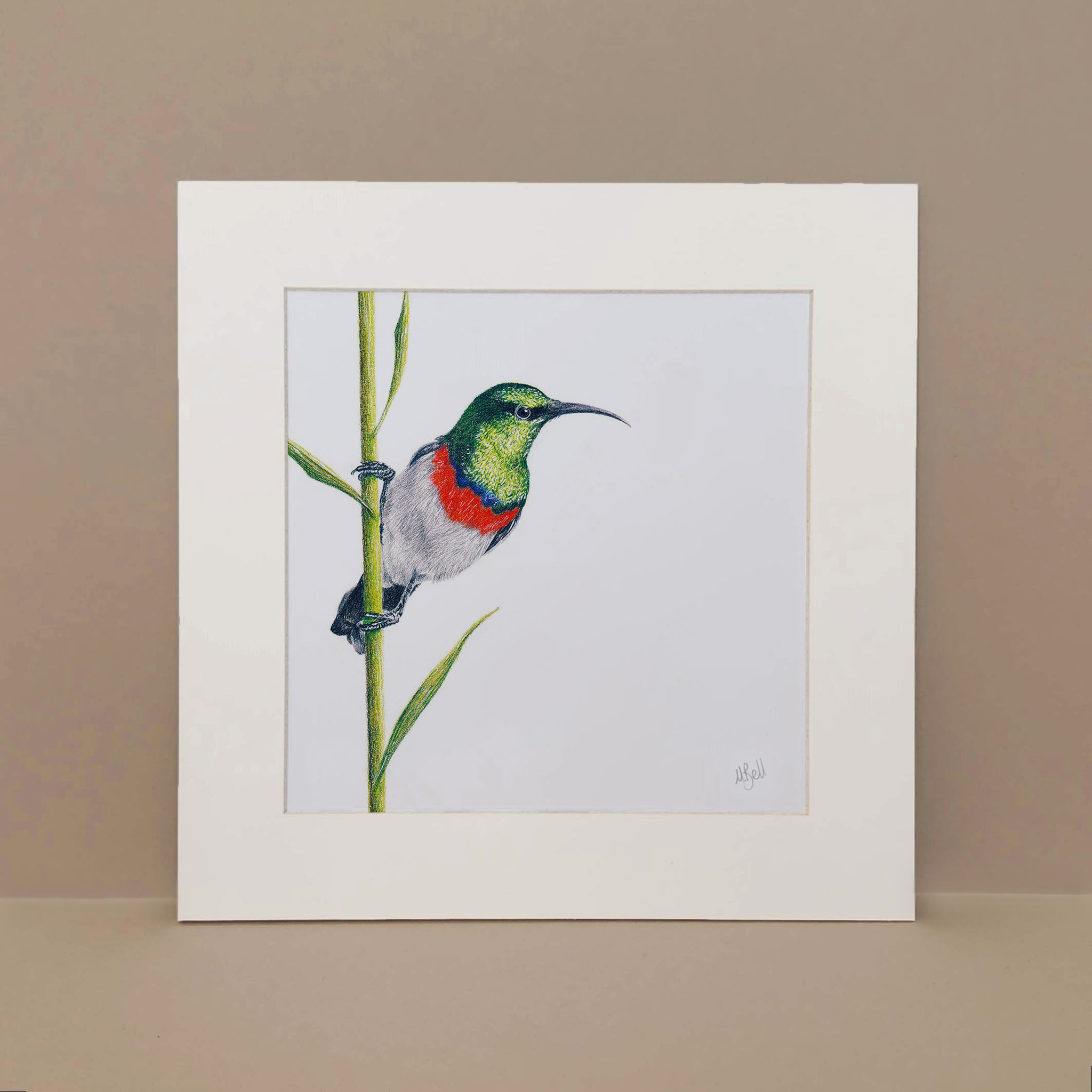 Double Collared Sunbird artwork by Matthew Bell