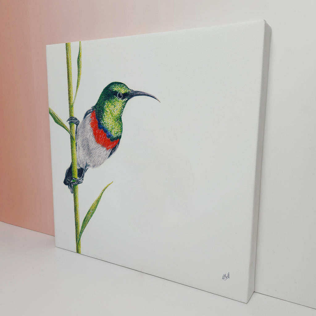 South African bird artwork on canvas, stretched on wooden frame by wildlife artist Matthew Bell of a Double Collared Sunbird in the Drakensberg