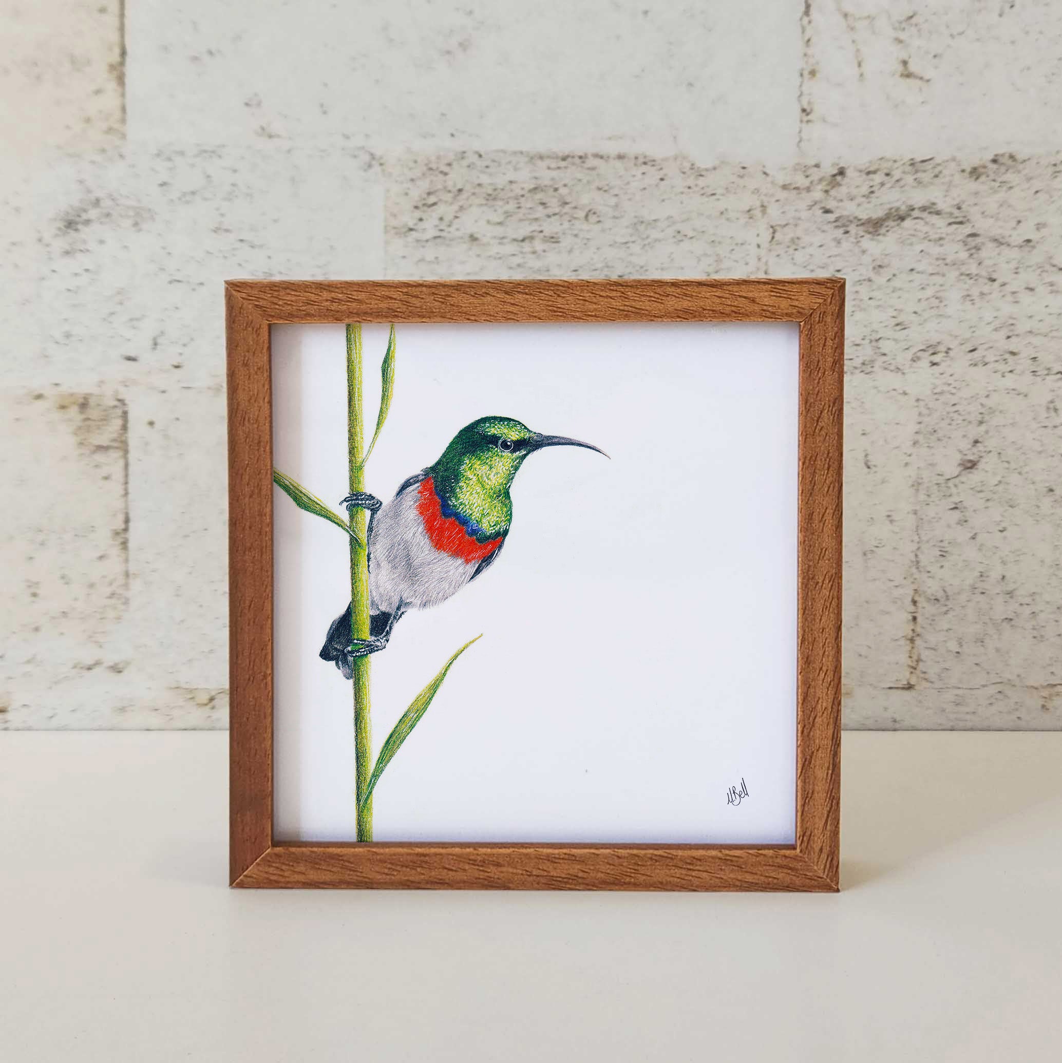 Kiaat wood framed miniature artwork of a Double Collared Sunbird, part of wildlife artist Matthew Bell's birds of South Africa gallery