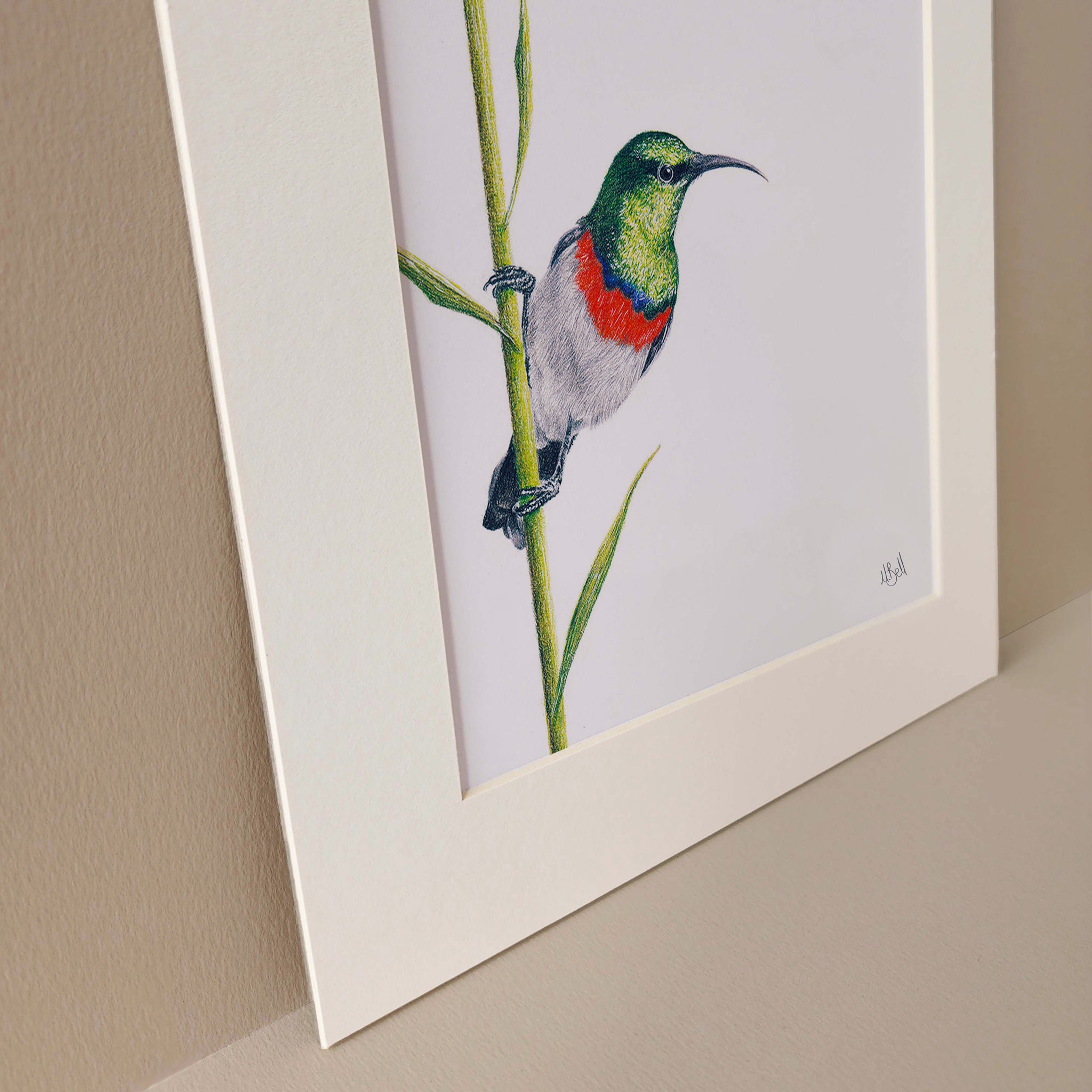 Double Collared Sunbird artwork by Matthew Bell