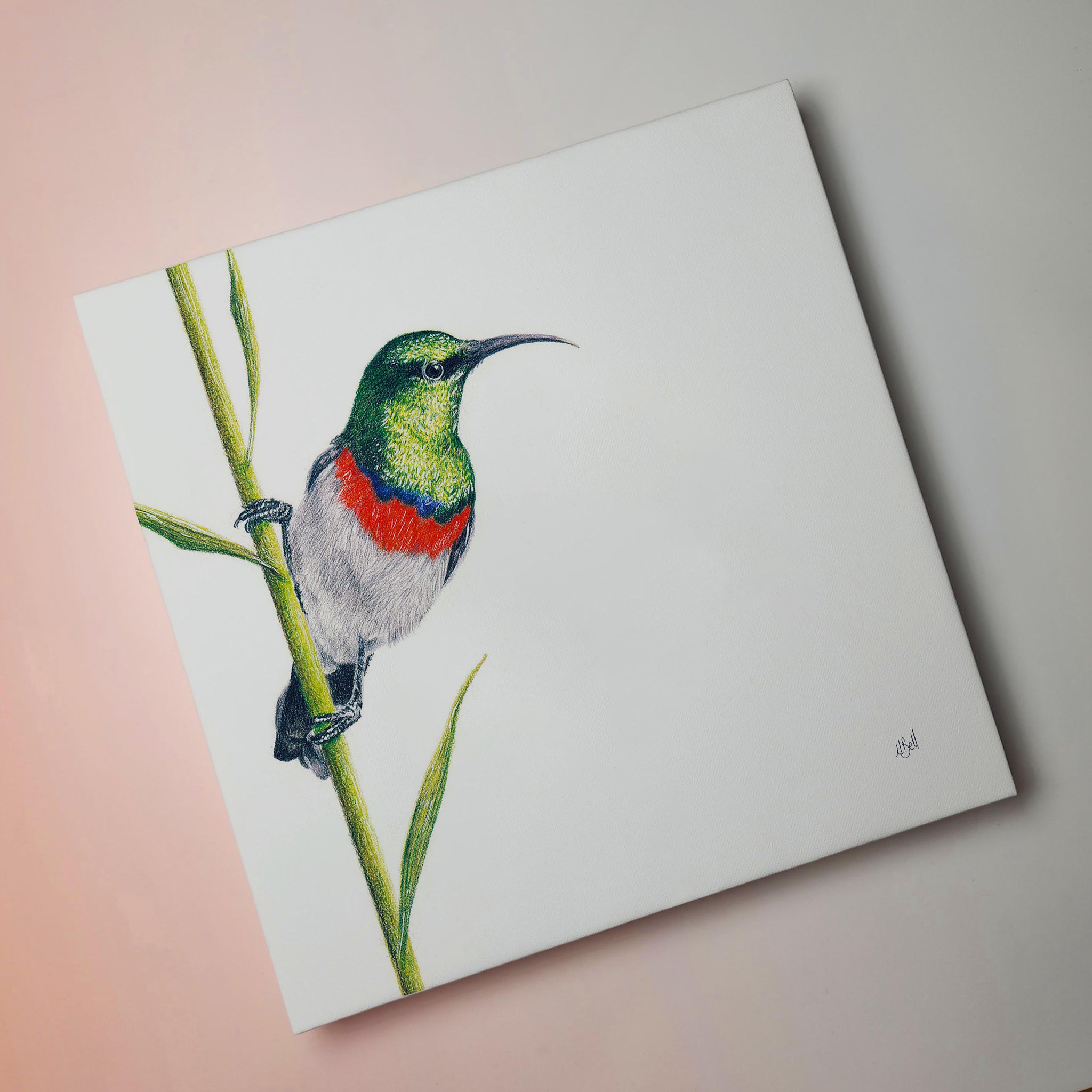 South African bird artwork on canvas, stretched on wooden frame by wildlife artist Matthew Bell of a Double Collared Sunbird in the Drakensberg