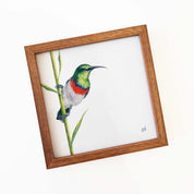 Kiaat wood framed miniature artwork of a Double Collared Sunbird, part of wildlife artist Matthew Bell's birds of South Africa gallery