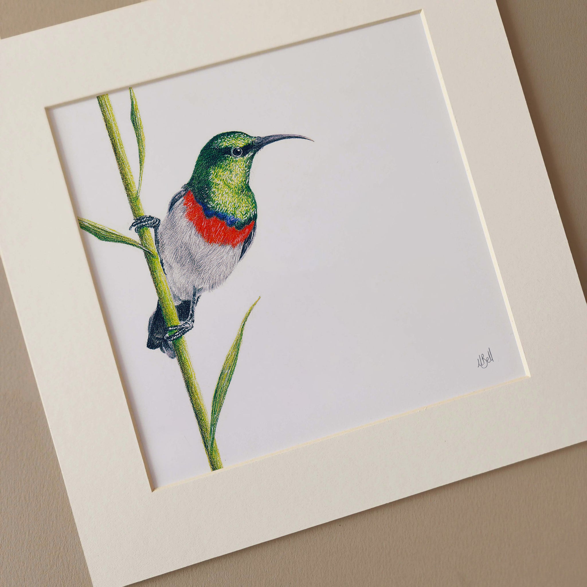 Double Collared Sunbird artwork by Matthew Bell