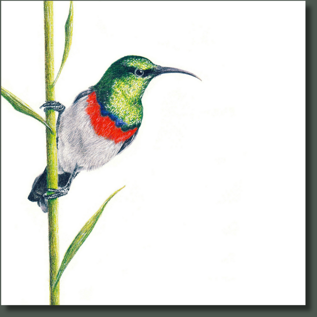 Double Collared Sunbird (DCS) on Canvas