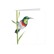 Double Collared Sunbird Greeting Card - DCS