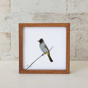Dark Capped Bulbul - DCB