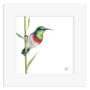 Double Collared Sunbird - DCS