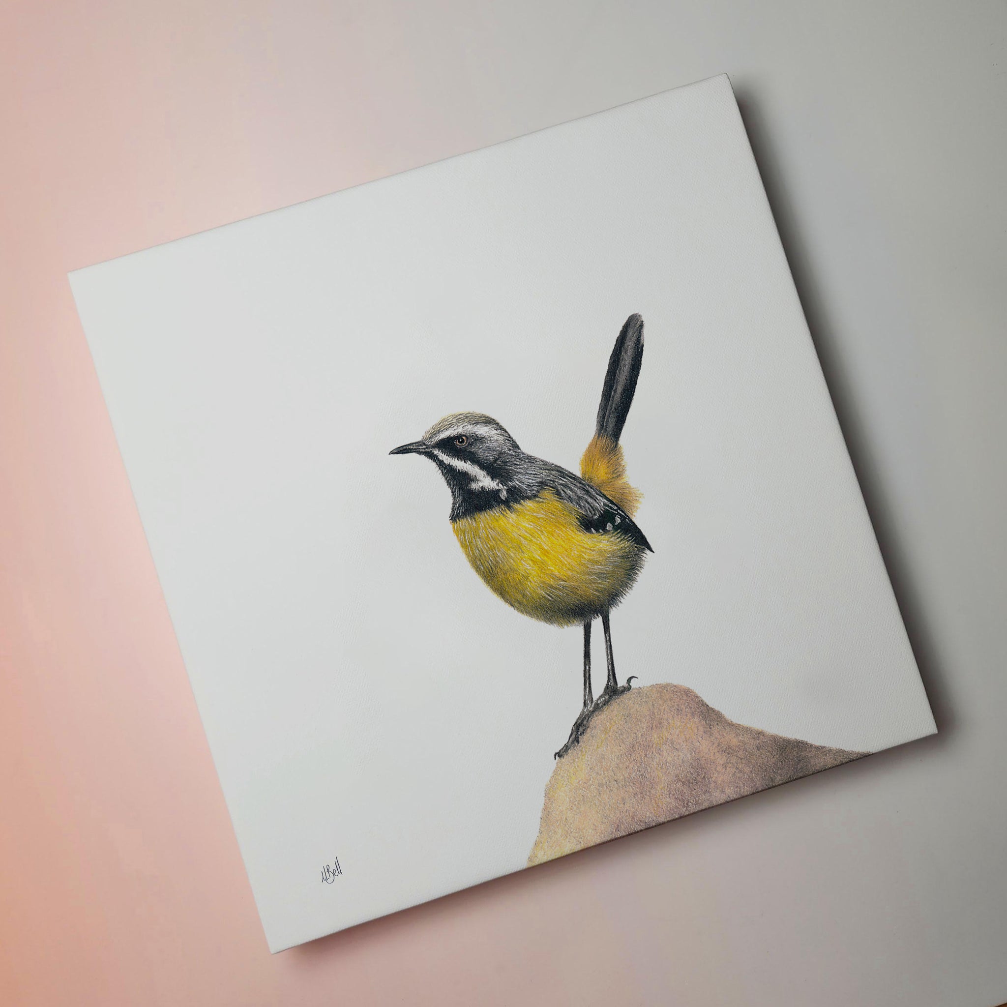 South African bird artwork on canvas, stretched on wooden frame by wildlife artist Matthew Bell of a Drakensberg Rockjumper in Golden Gate Highlands National Park