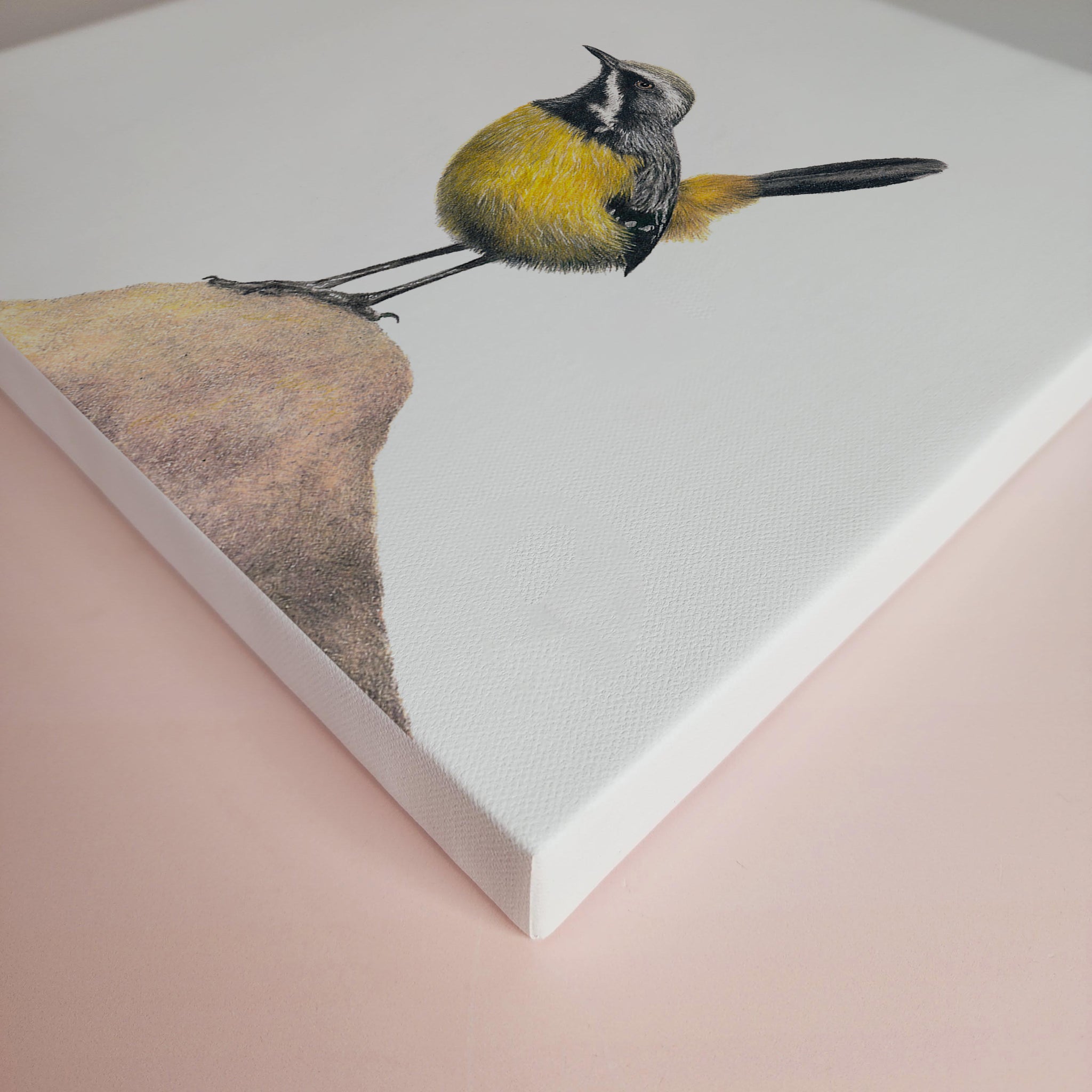 South African bird artwork on canvas, stretched on wooden frame by wildlife artist Matthew Bell of a Drakensberg Rockjumper in Golden Gate Highlands National Park