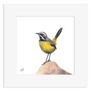 Drakensberg Rockjumper - DRJ