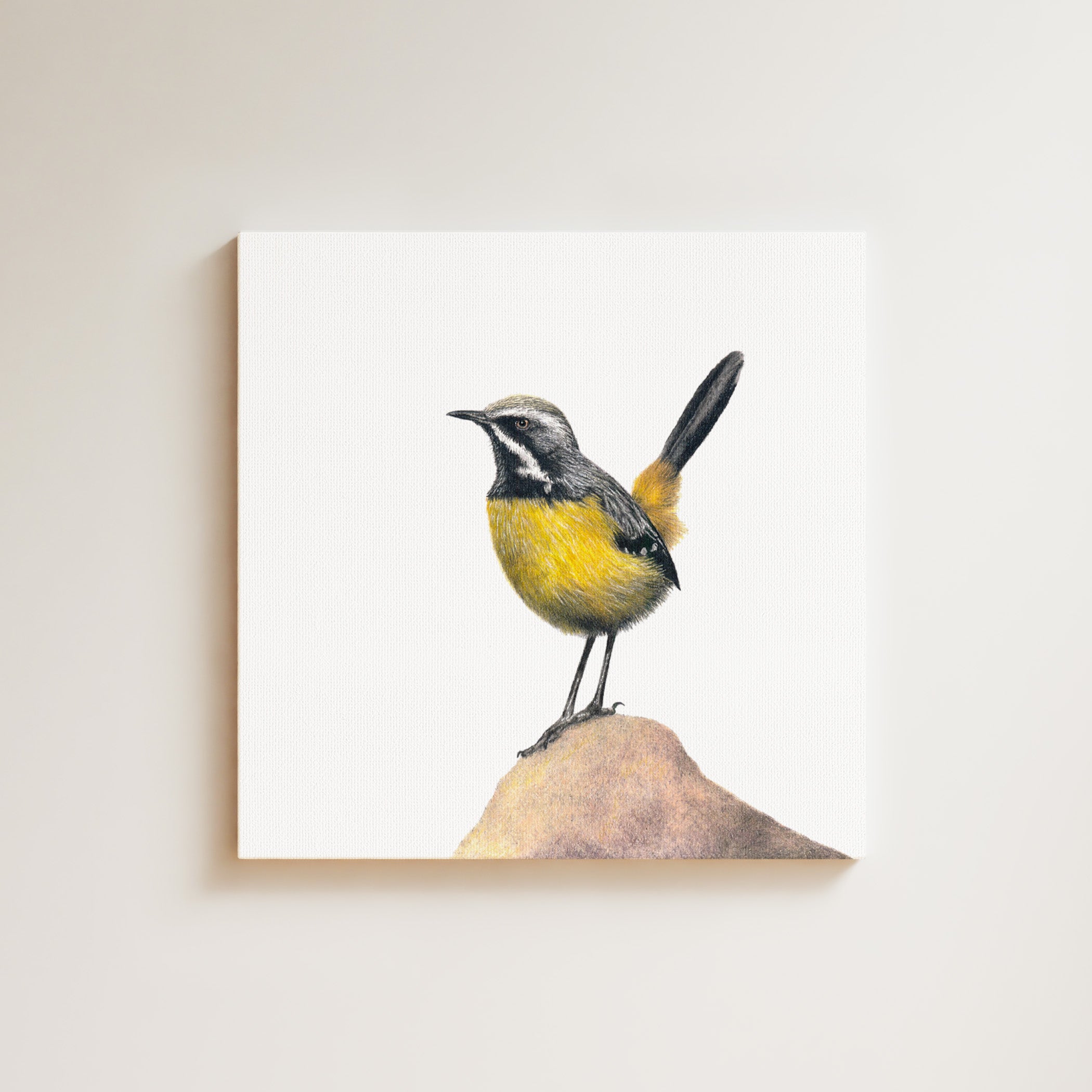 Drakensberg Rockjumper drawing on canvas by South African wildlife artist Matthew Bell