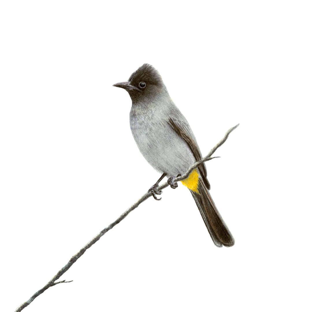 Dark Capped Bulbul pencil drawing by South African wildlife artist Matthew Bell