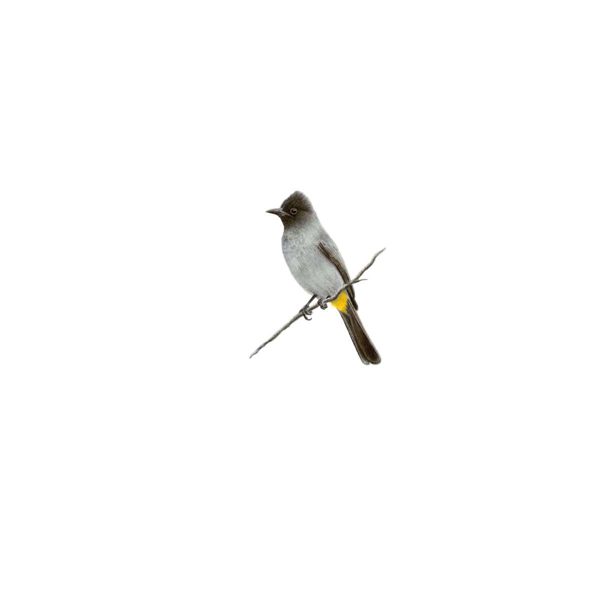 Dark Capped Bulbul original bird drawing with wood frame