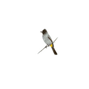 Dark Capped Bulbul original bird drawing with wood frame