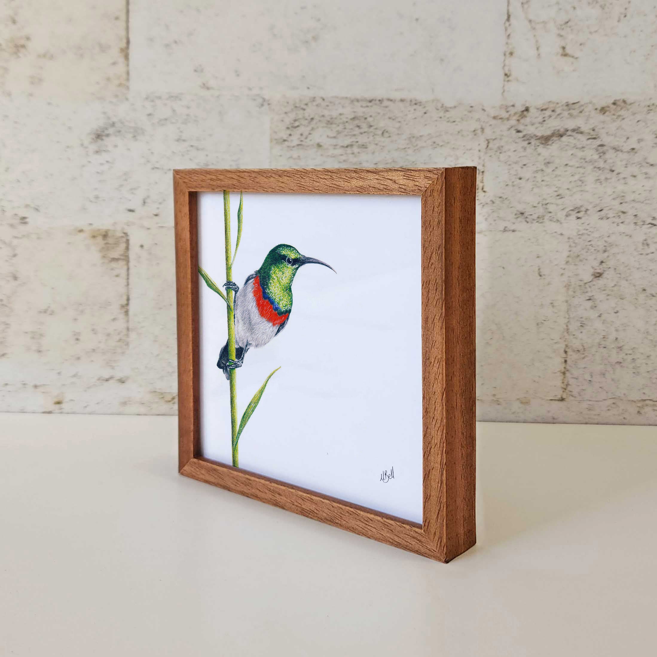 Kiaat wood framed miniature artwork of a Double Collared Sunbird, part of wildlife artist Matthew Bell's birds of South Africa gallery