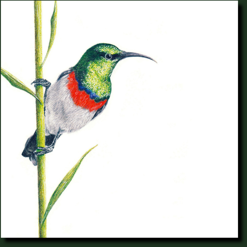 Double Collared Sunbird South African bird artwork