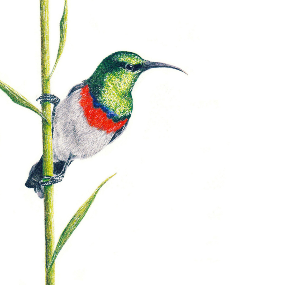 South African bird artwork, drawing by Matthew Bell of a Double Collared Sunbird