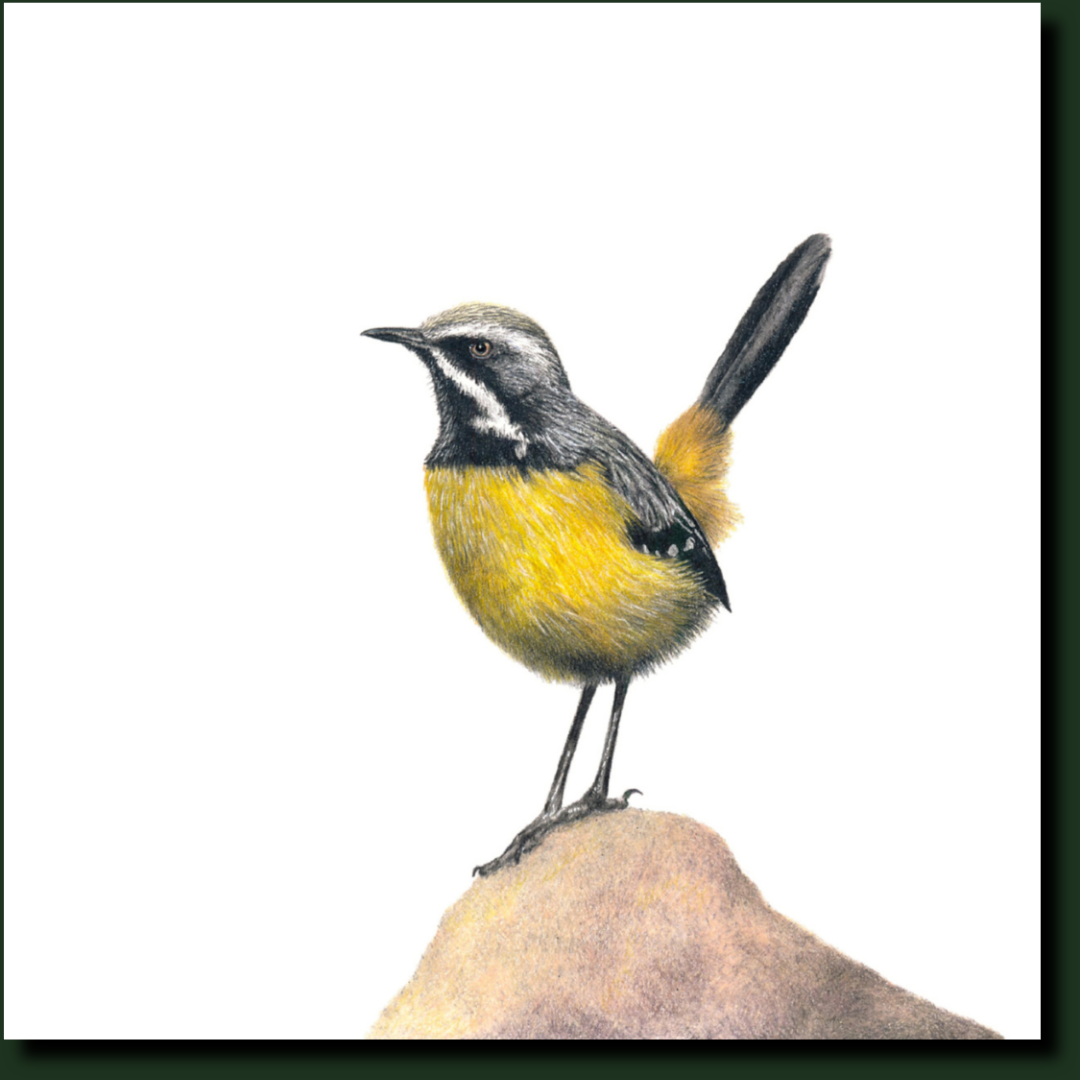 Drakensberg Rockjumper South African bird art