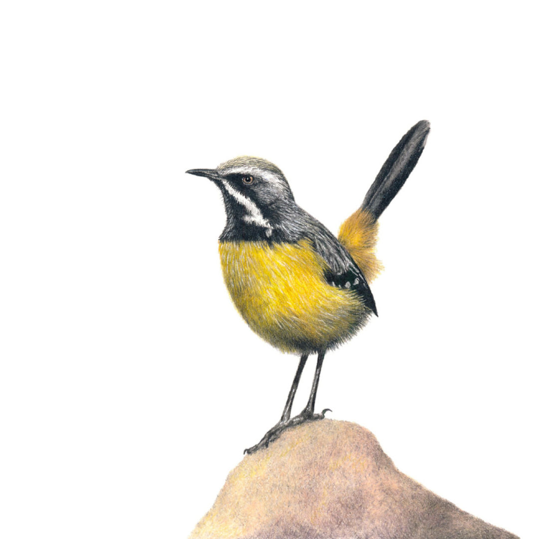 South African bird artwork, drawing by Matthew Bell of a Drakensberg Rockjumper