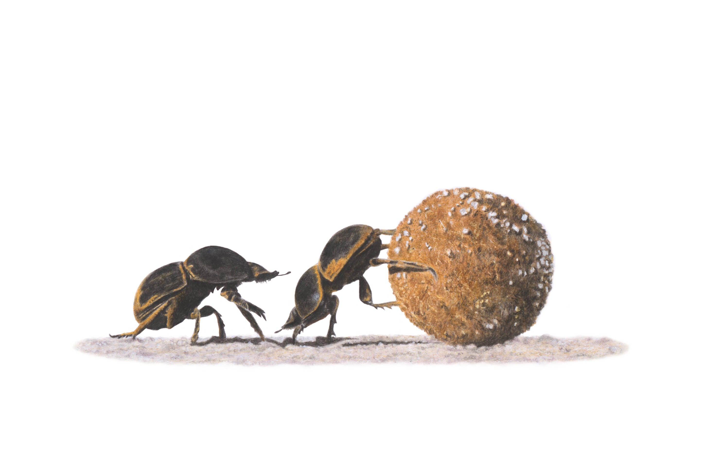 Dung beetle art on stretched canvas